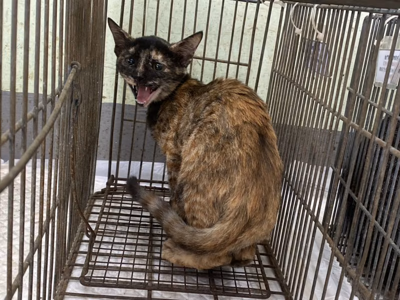 Adult female mixed-breed cat, Small, shelter no. …2C03