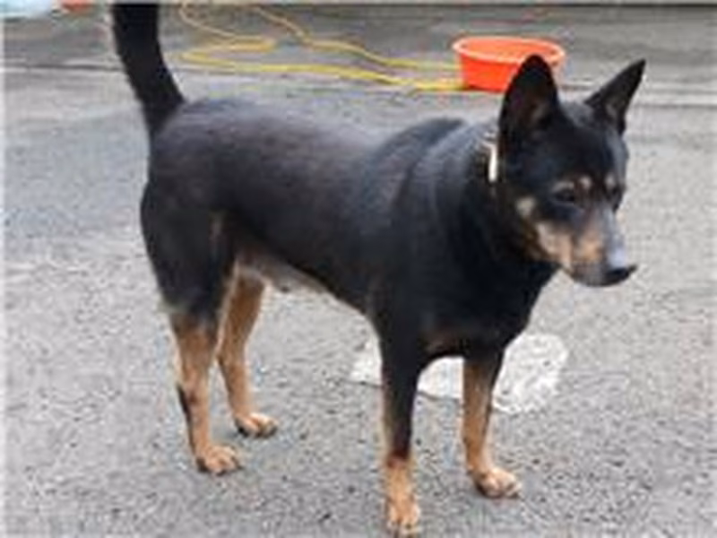 Black-and-brown adult male mixed-breed dog, Medium, shelter no. …2002