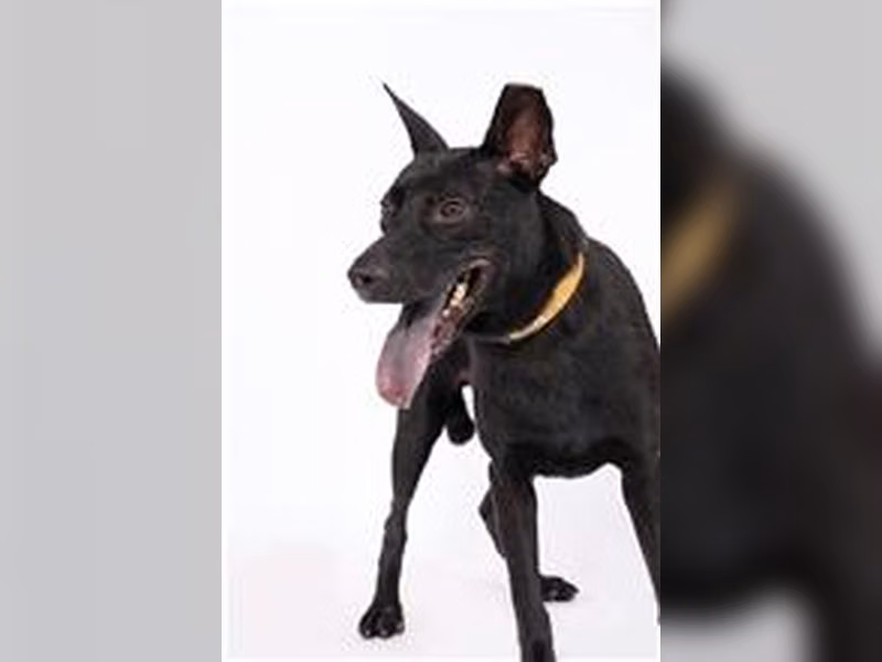 ミックス犬（オス・成犬・黒）、中型, 施設番号 …0802