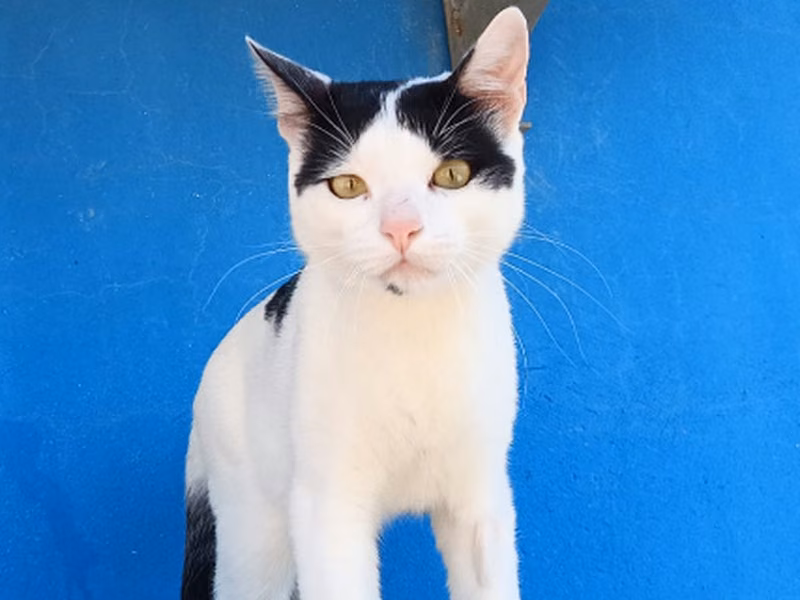 Jinu、成犬・成猫 · オス · ヨーロピアンショートヘア