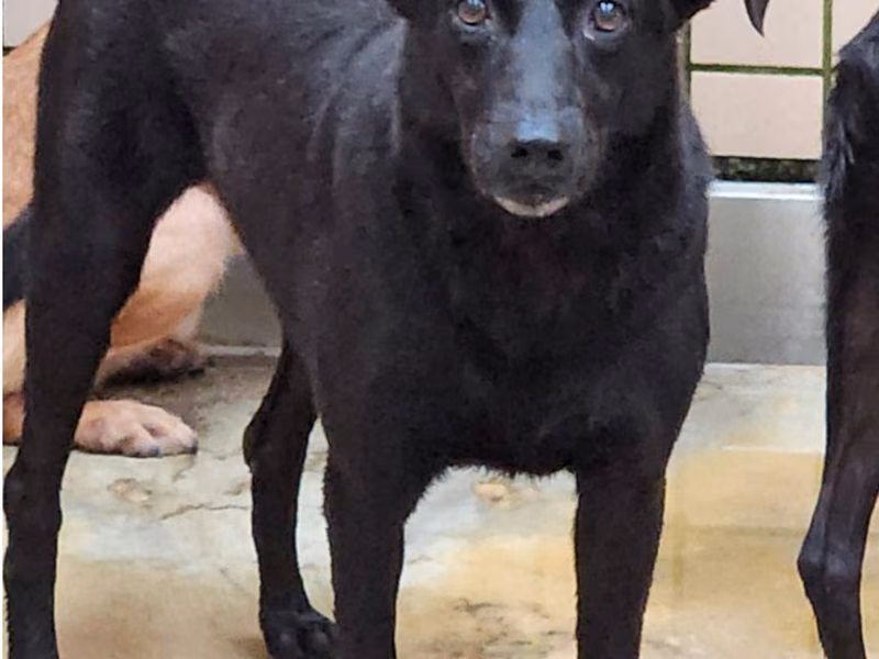 Black adult female mixed-breed dog, Medium, shelter no. …7003