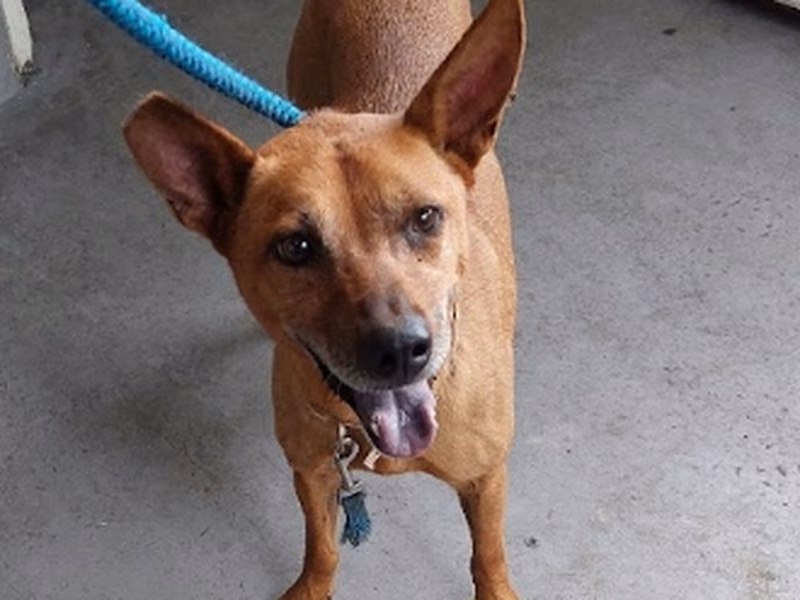 Tan adult female mixed-breed dog, Medium, shelter no. …7004