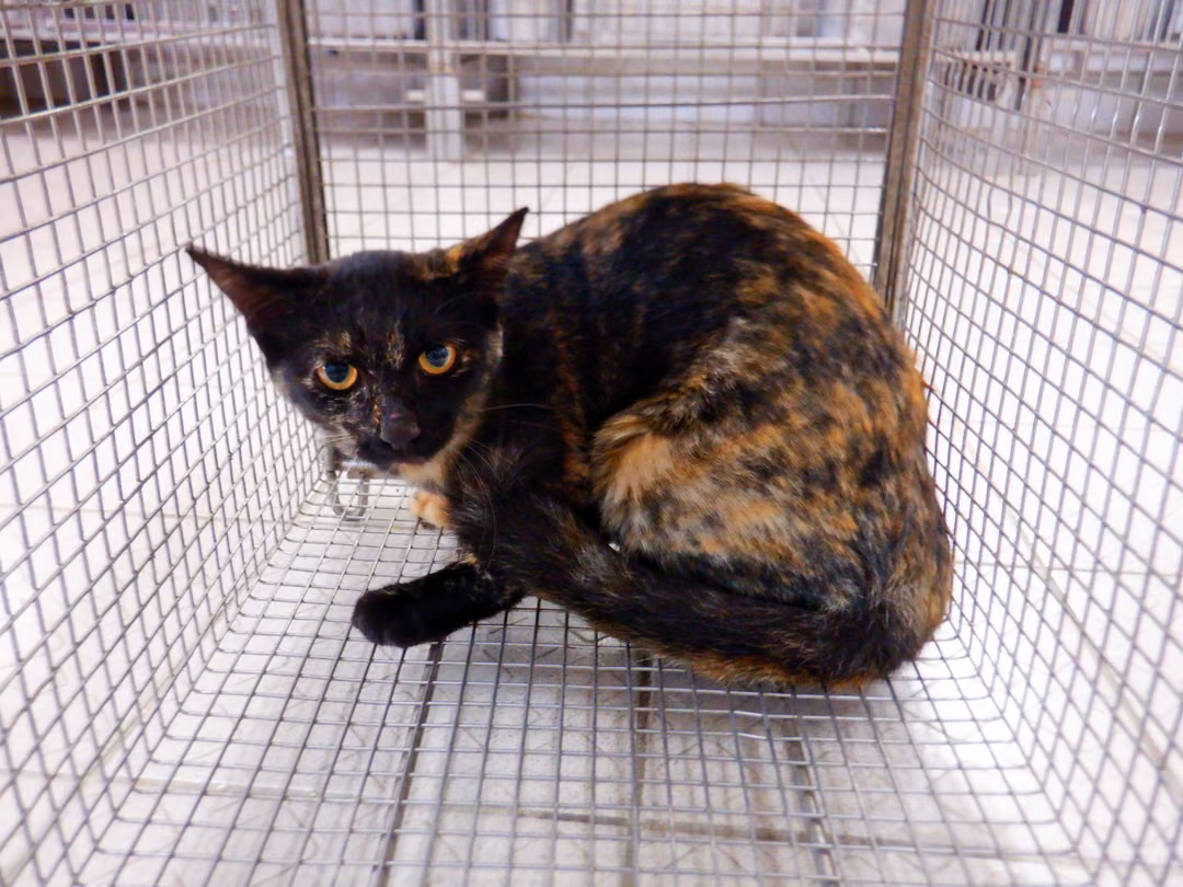 Adult female mixed-breed cat, Small, shelter no. …01C4