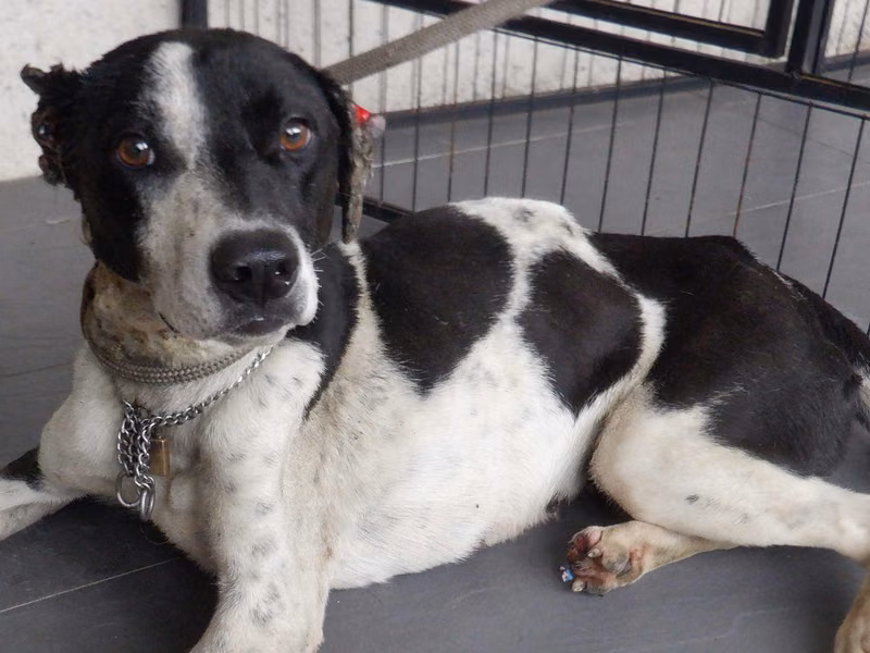 Black-and-white adult female mixed-breed dog, Medium, shelter no. …0539