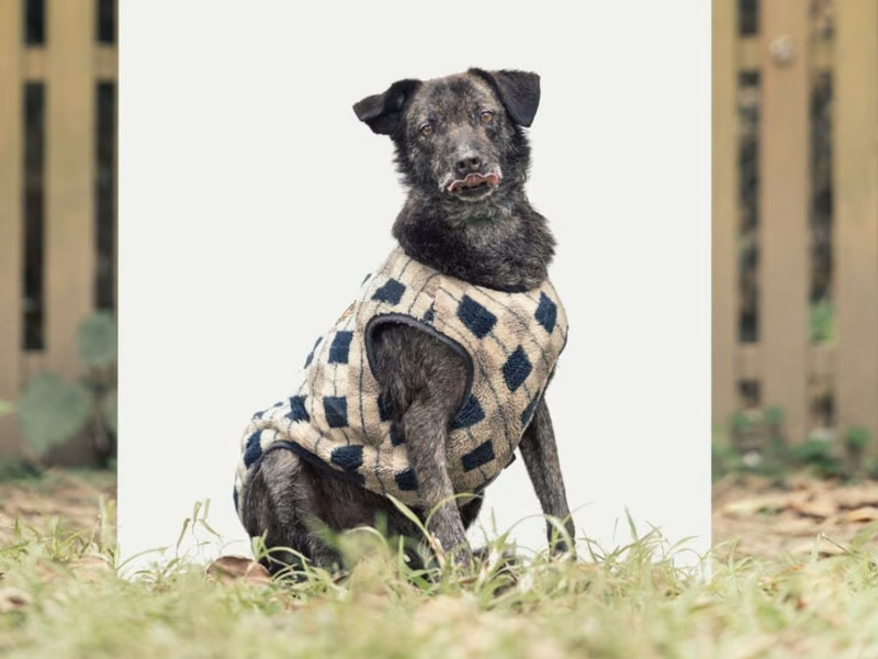 Gray-and-black adult female mixed-breed dog, Medium, shelter no. …2105