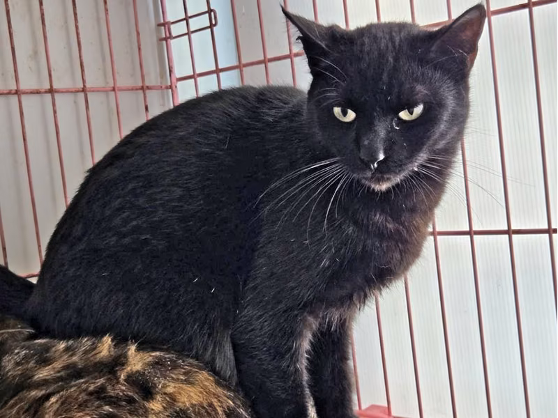 Black adult female mixed-breed cat, Medium, shelter no. …0405