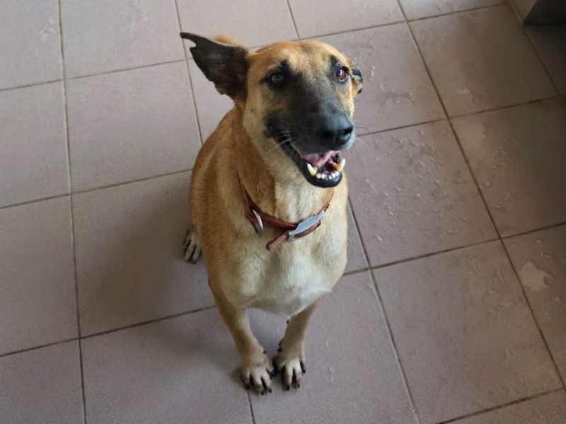 Tan adult female mixed-breed dog, Medium, shelter no. …6-16