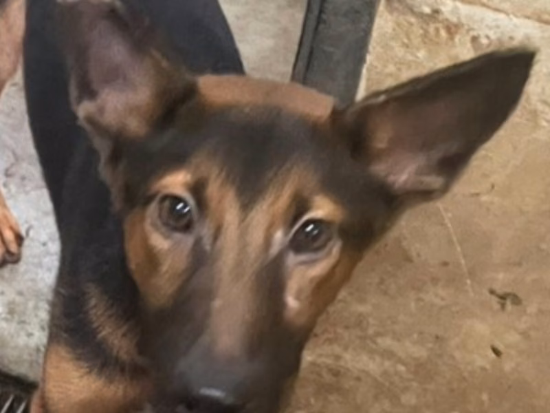 Black-and-tan adult female mixed-breed dog, Medium, shelter no. …5033