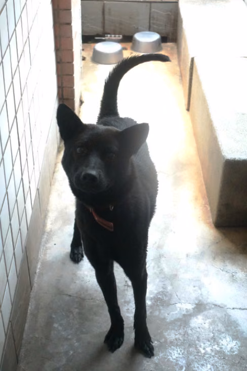 Black adult male mixed-breed dog, Large, shelter no. …0416