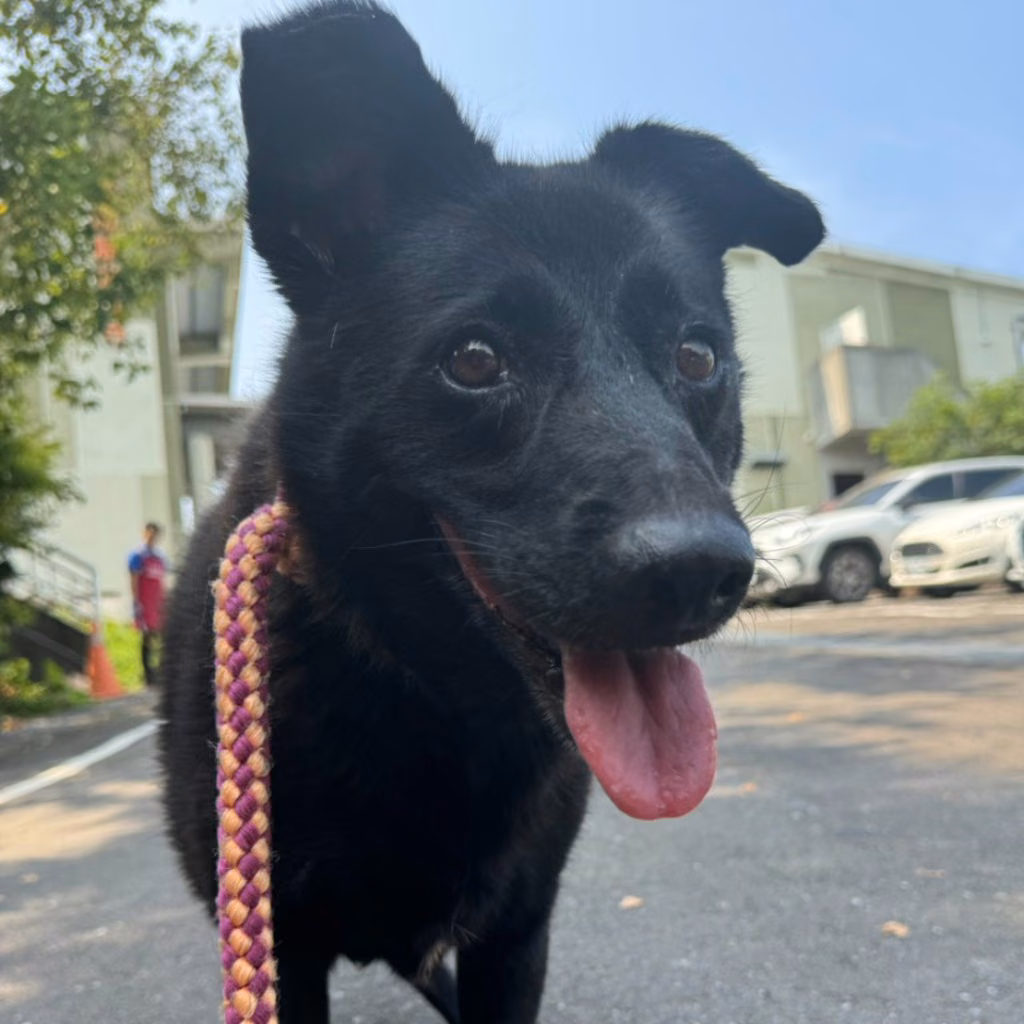 Black adult female mixed-breed dog, Medium, shelter no. …4002