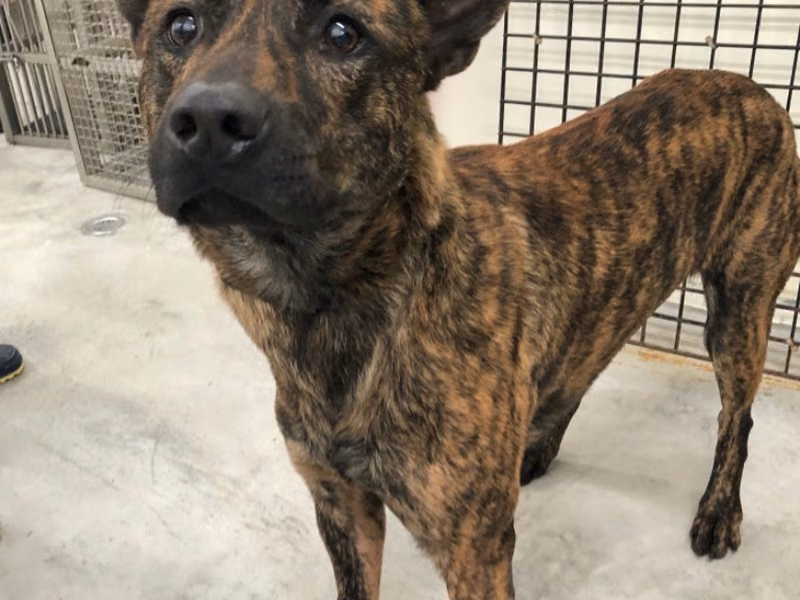 Tabby adult male mixed-breed dog, Medium, shelter no. …2005