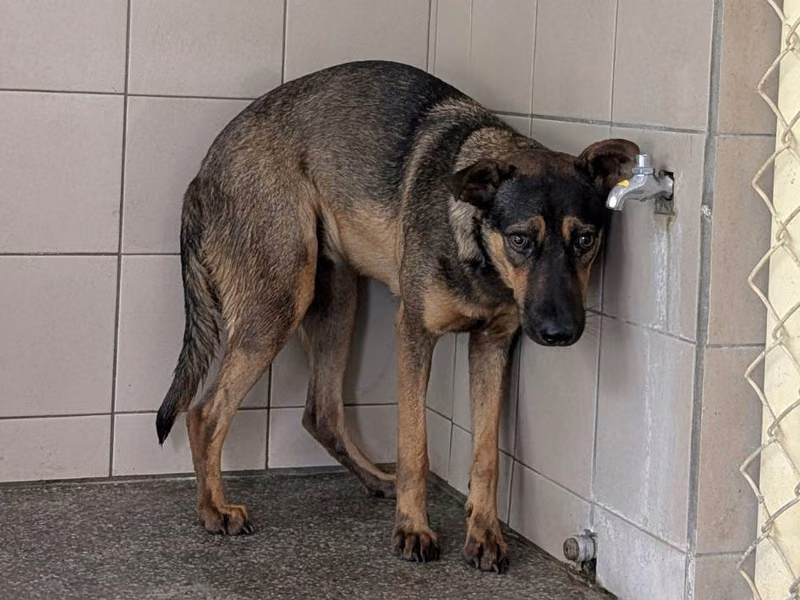 Black adult female mixed-breed dog, Large, shelter no. …2319