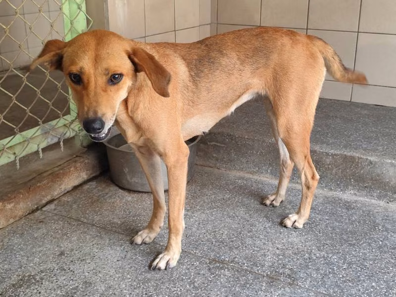 Tan adult female mixed-breed dog, Large, shelter no. …2605