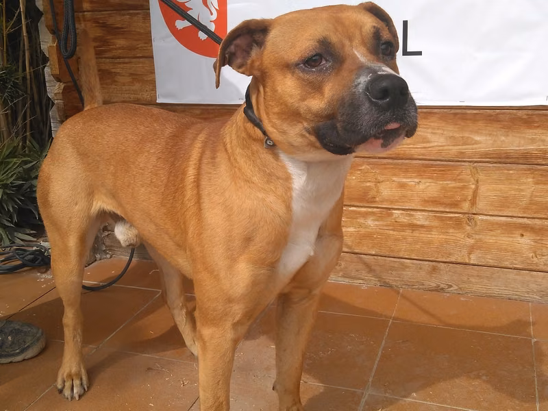 Luki, Senior · Male · Medium · American Staffordshire Terrier