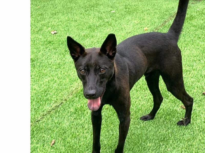Black adult male mixed-breed dog, Small, shelter no. …2002