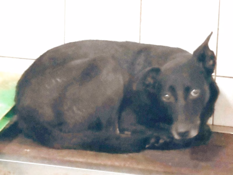 Black adult female mixed-breed dog, Medium, shelter no. …1806