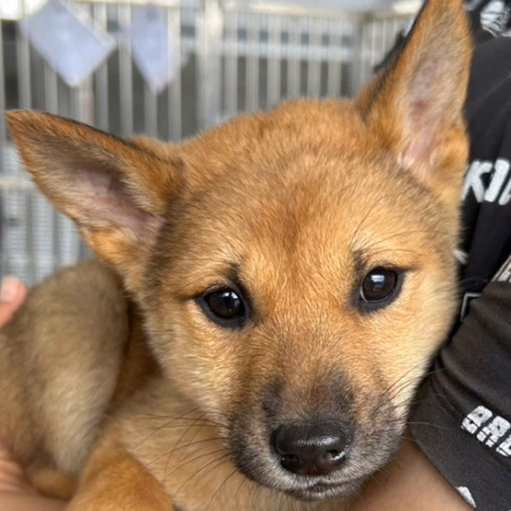 Young female mixed-breed dog, Medium, shelter no. …5010