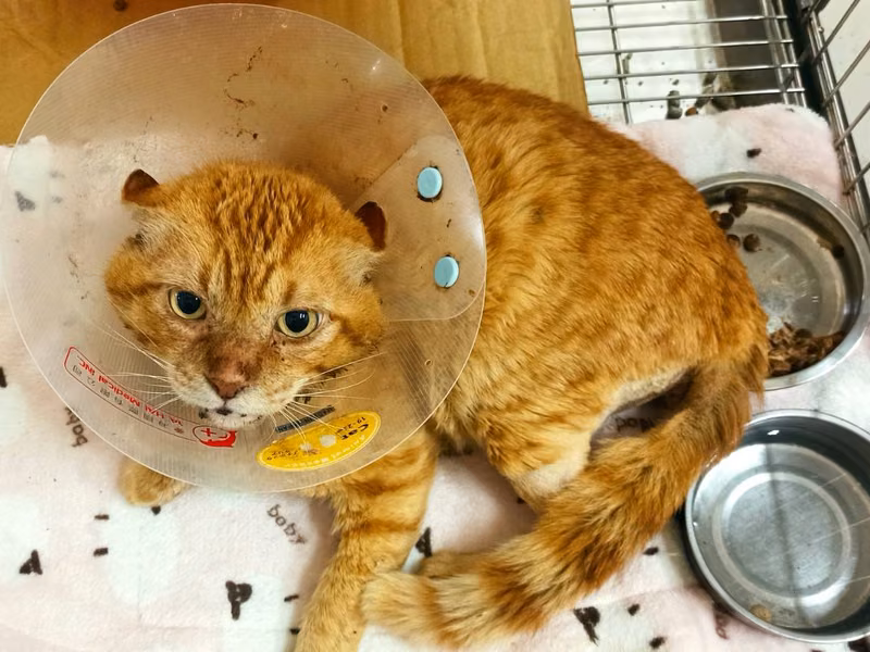 Orange tabby adult male mixed-breed cat, Small, shelter no. …6C01