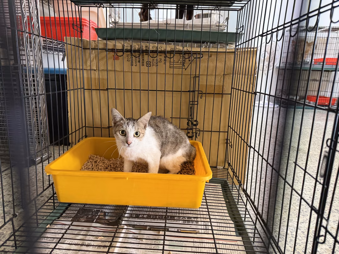 Tabby-and-white adult female mixed-breed cat, Medium, shelter no. …9002