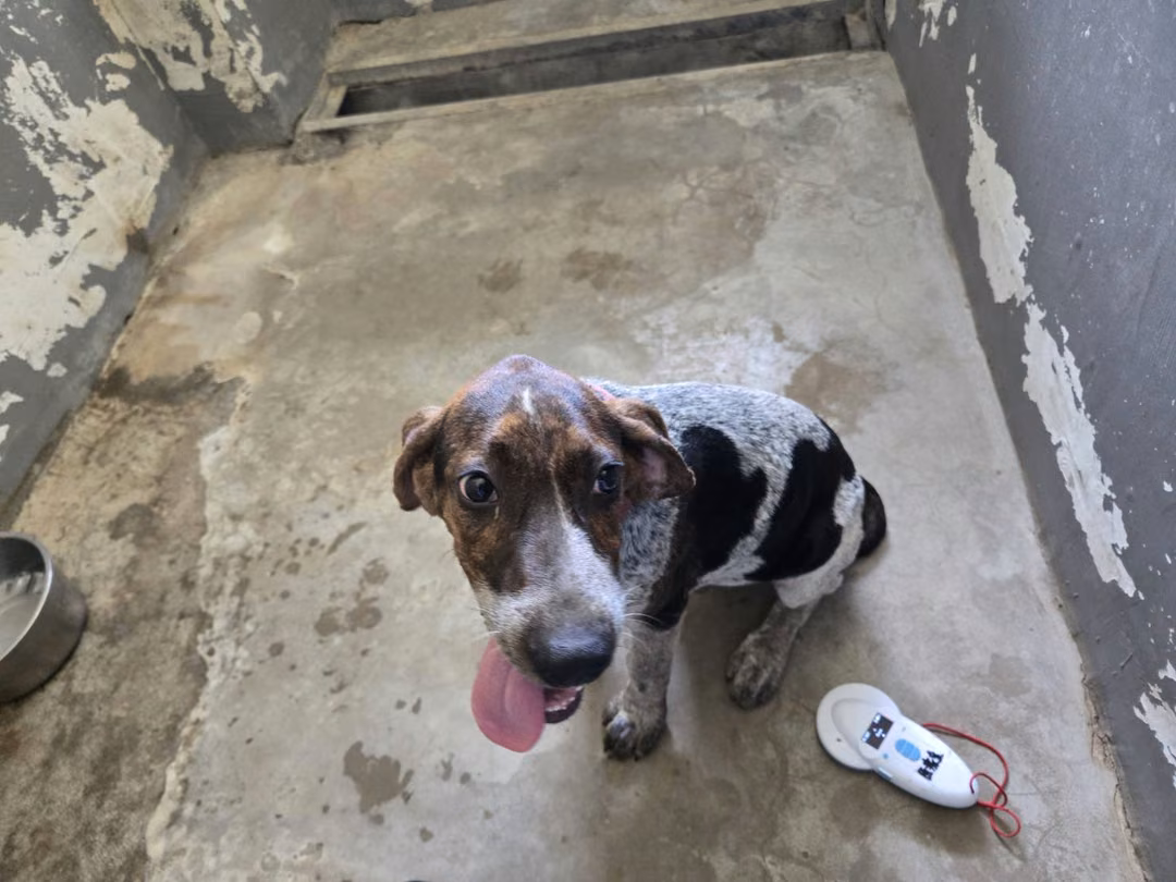 Patched young male beagle, Medium, shelter no. …0003