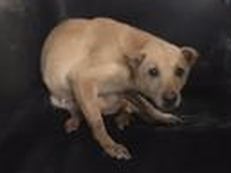 Cream adult female mixed-breed dog, Medium, shelter no. …6013