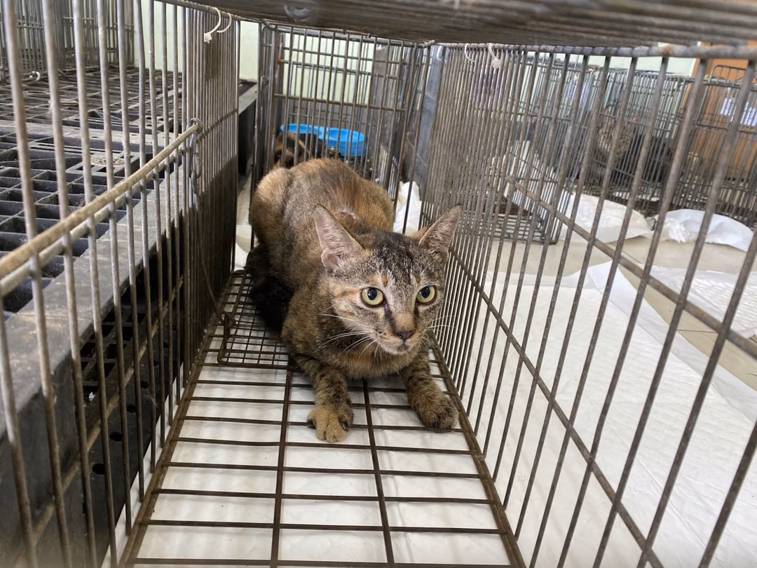 Young male mixed-breed cat, Small, shelter no. …0C02