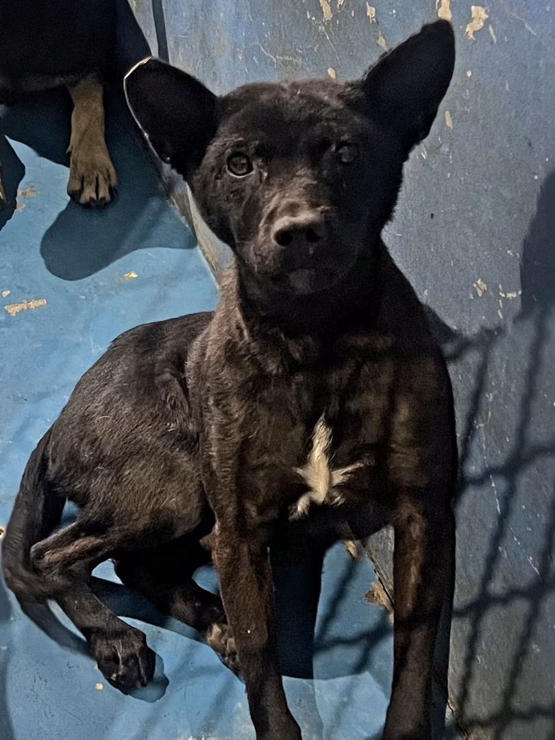 Black adult male mixed-breed dog, Large, shelter no. …8028