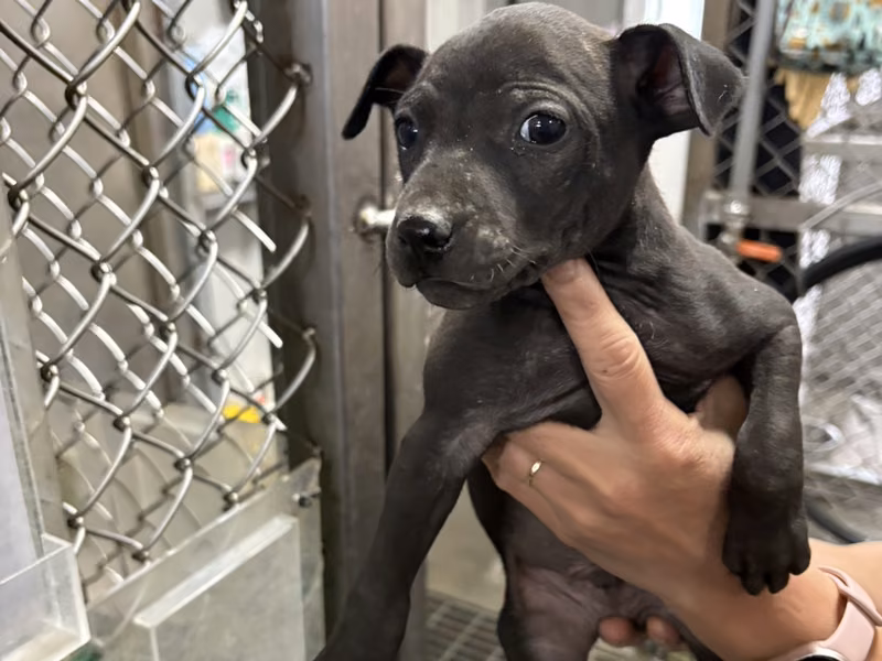 Black young female mixed-breed dog, Small, shelter no. …9005