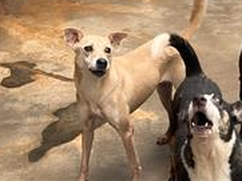 Tan adult female mixed-breed dog, Medium, shelter no. …2009