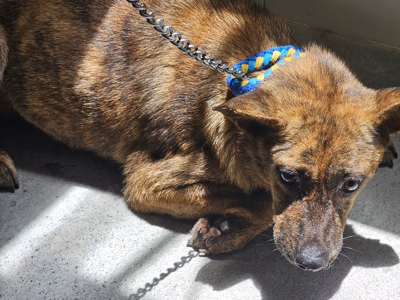 Tabby adult female mixed-breed dog, Medium, shelter no. …1405