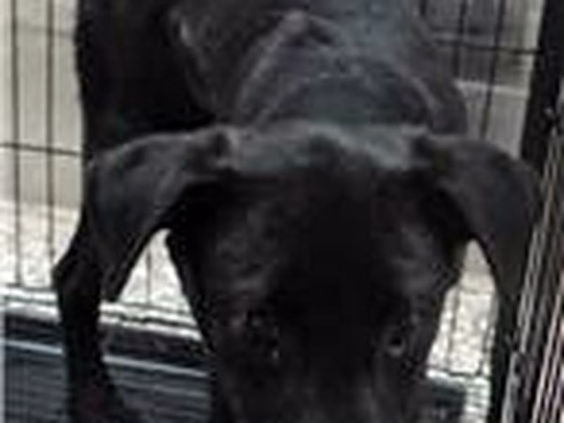 Black male mixed-breed dog, Medium, shelter no. …1467