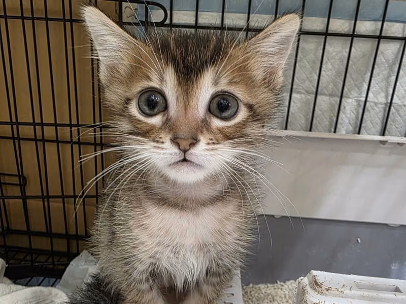 Tabby young male mixed-breed cat, Small, shelter no. …0002