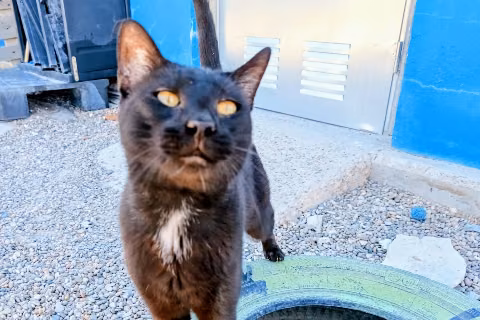 Tamarindo, Adult · Male · European Shorthair