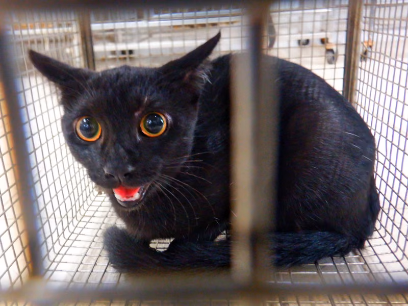 Black adult female mixed-breed cat, Small, shelter no. …05C2