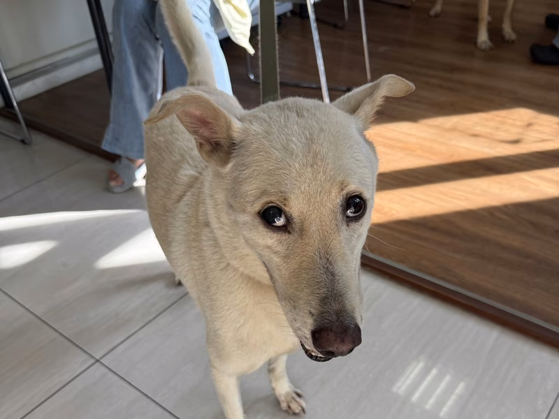 White adult male mixed-breed dog, Medium, shelter no. …8006