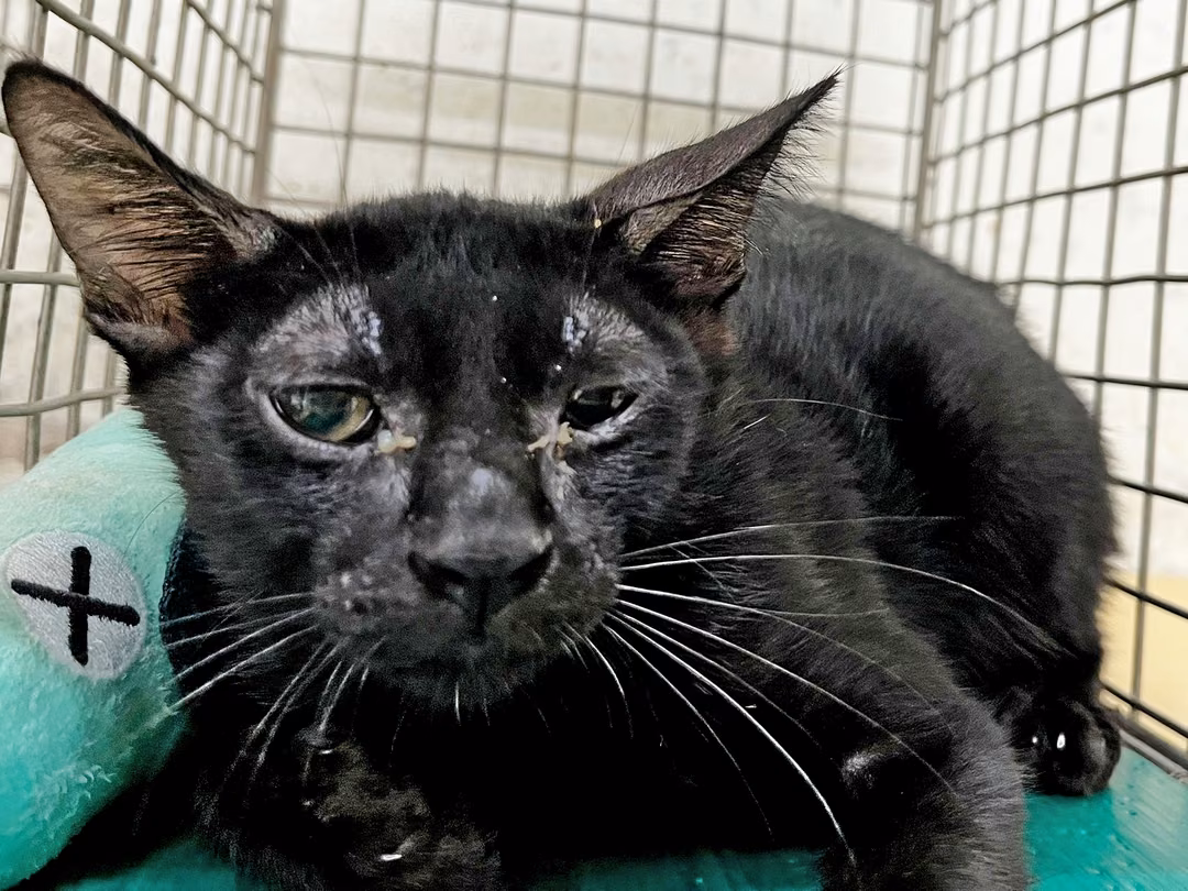 Black young male mixed-breed cat, Small, shelter no. …2521