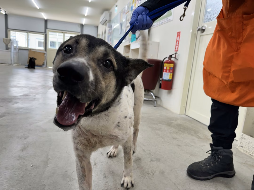 Black-and-white adult male mixed-breed dog, Medium, shelter no. …1201