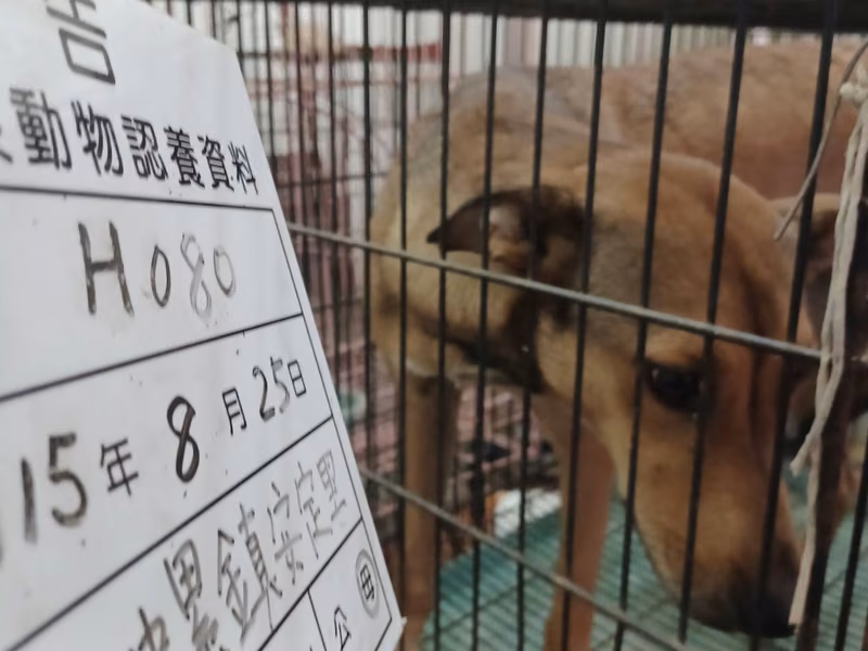 Tan adult female mixed-breed dog, Large, shelter no. …080D