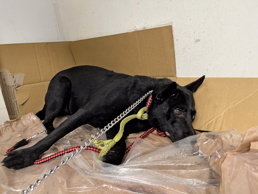 Black adult male mixed-breed dog, Medium, shelter no. …1506