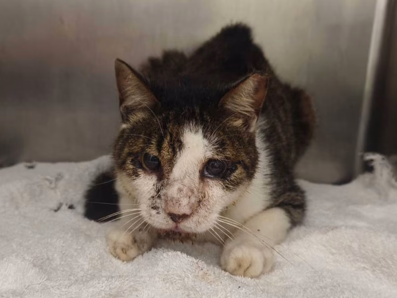 Tabby-and-white adult male mixed-breed cat, Small, shelter no. …0801