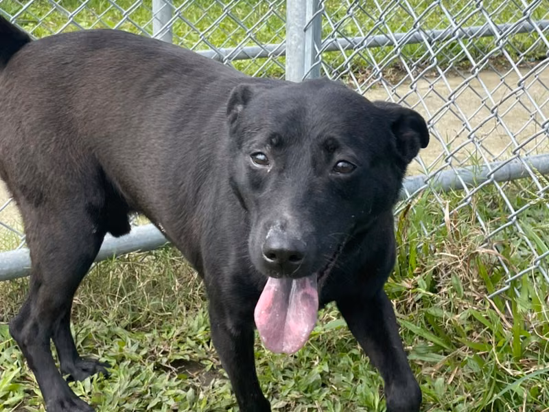 Black adult male mixed-breed dog, Medium, shelter no. …2704