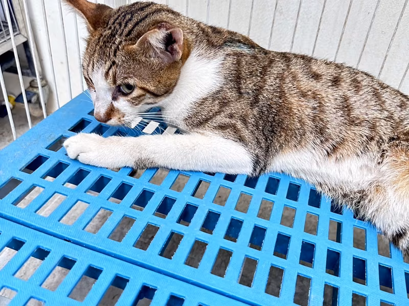 Tabby adult male mixed-breed cat, Large, shelter no. …1008