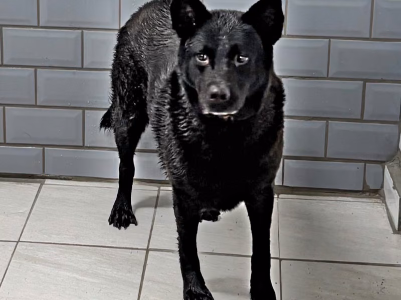 Black adult male mixed-breed dog, Medium, shelter no. …5012