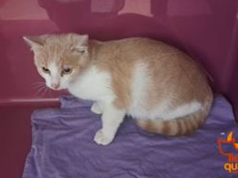 Young male European Shorthair, shelter no. …3982