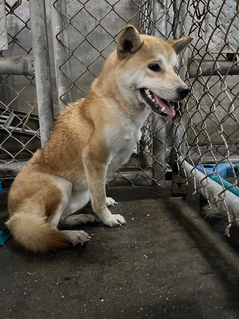 Tan adult female Shiba Inu, Medium, shelter no. …2020