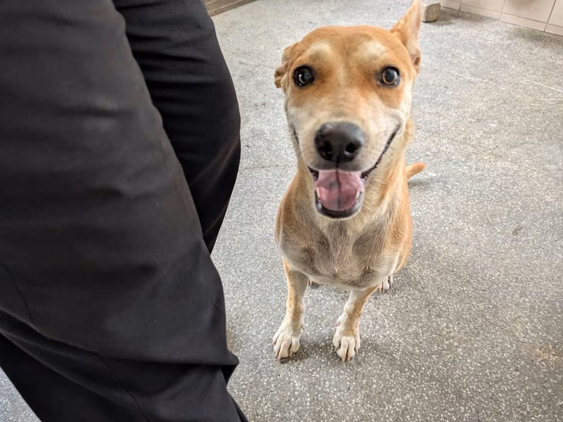 Tan adult female mixed-breed dog, Large, shelter no. …2113