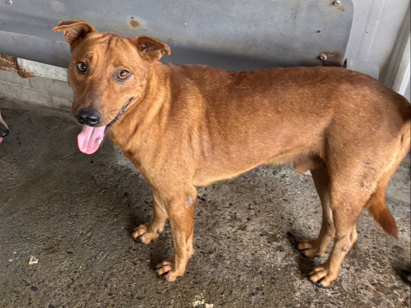 Tan adult male mixed-breed dog, Medium, shelter no. …5007