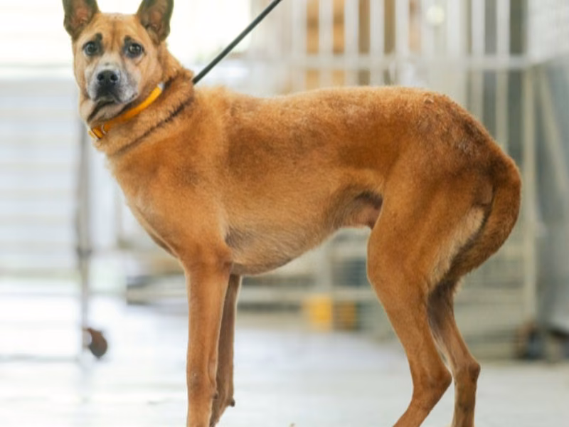 黃色成年公混種犬,中型, 收容編號 …8018