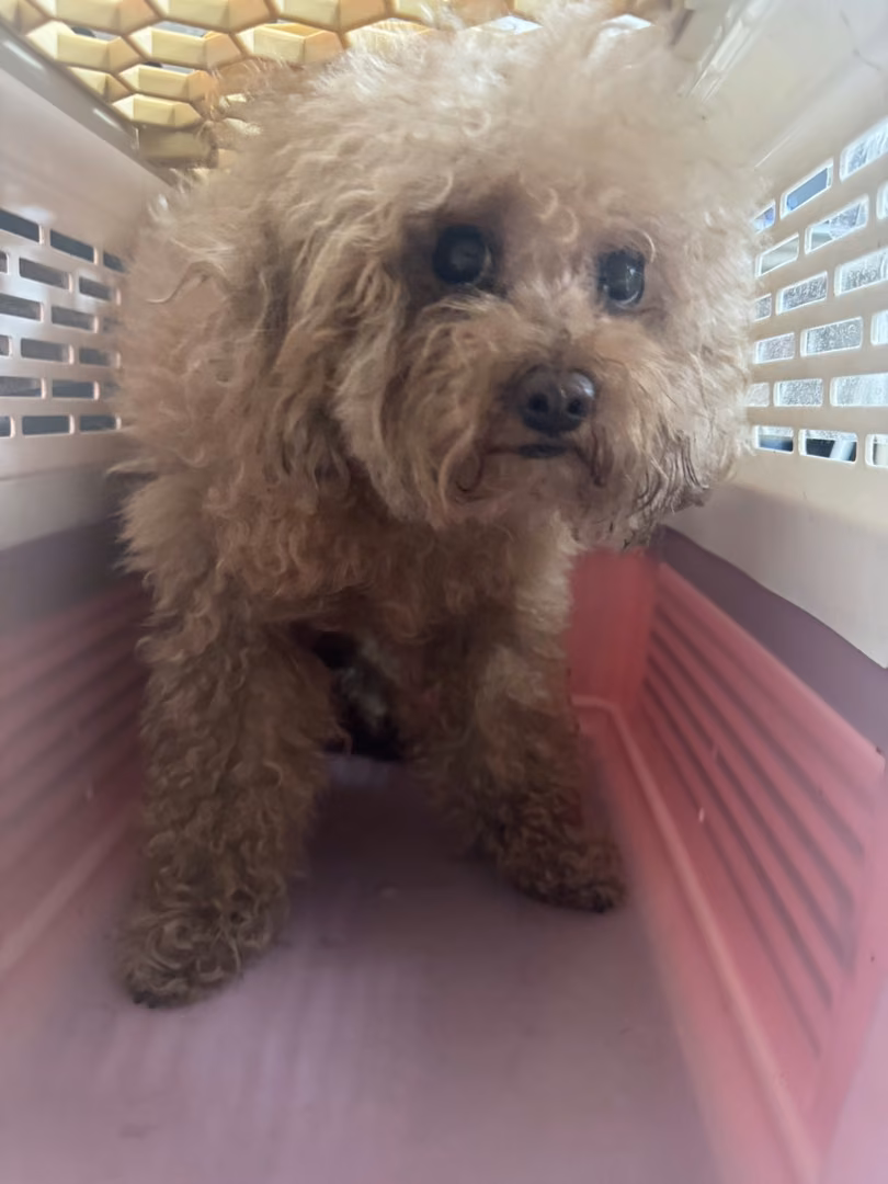 棕色成年母貴賓犬,小型, 收容編號 …3002