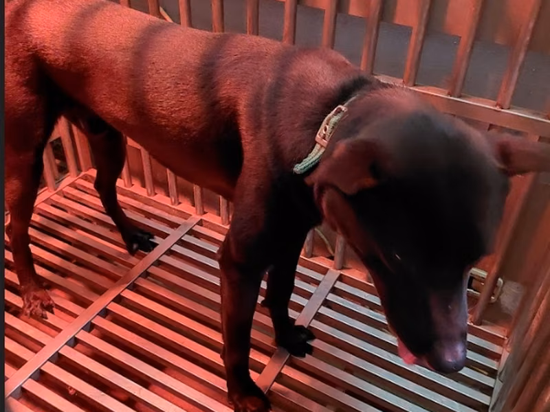 Black adult male mixed-breed dog, Medium, shelter no. …5001